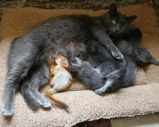 Příběh, jak veverky našel novou matku a co z toho vyšlo