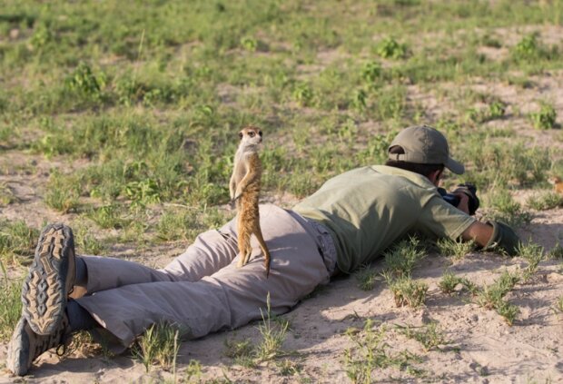 Surikaty. Foto: snímek obrazovky udivitelno.com