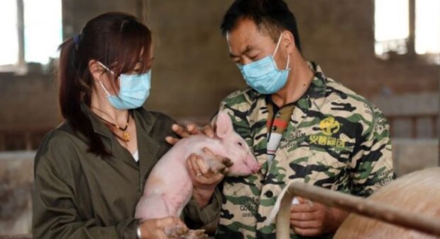 Zase Čína, zase silný virus: vědci varovali, že nosiči jsou prasata