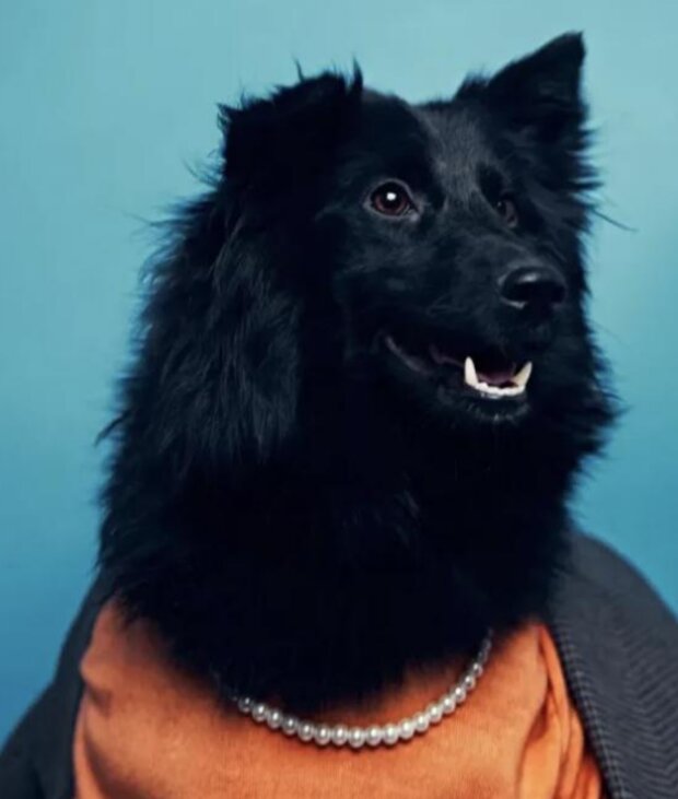 Pes. Foto: snímek obrazovky tjournal.ru