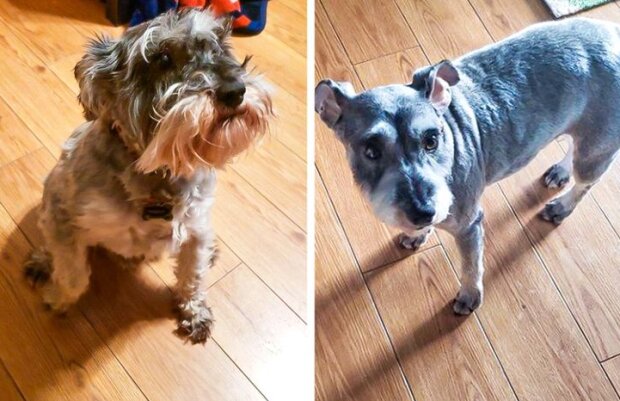 Fotografie: duck.show