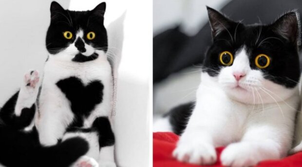 "Kdo řekl slovo dieta?" Roztomilé kočky s naprosto bláznivým vzhledem získají vaší lásku během vteřiny, každé foto s nimi je téměř meme