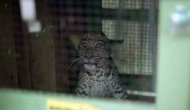 Dělníci vytáhli ze studny mládě leoparda: lidé museli hledat matku malého leoparda