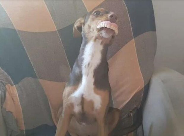 Fotografie: duck.show