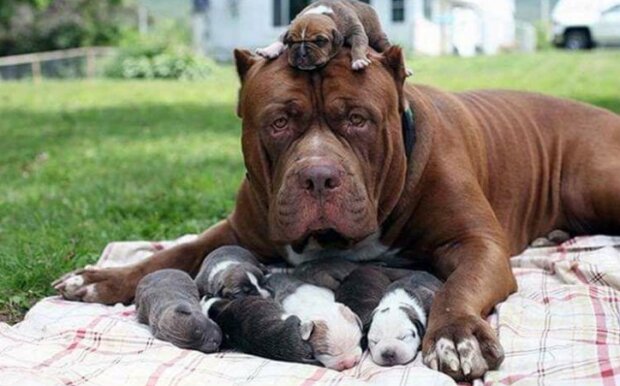 Fotografie: duck.show