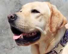 Fotografie: asi.org.ru