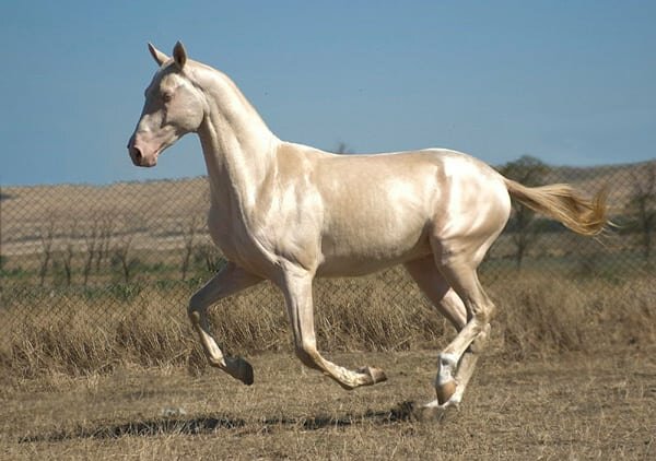 Kůň Akhal-Teke je jedním z nejvzácnějších a nejkrásnějších plemen