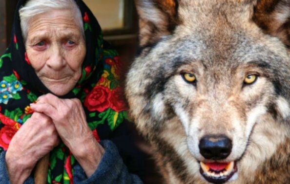 Vlk vyšel naproti nezvaným hostům. Před rokem důchodkyně vzala do svého domu vlčí mládě, spletla si ho se štěnětem