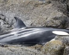Nezkušené mládě kosatky po odlivu chytilo se do pasti a rozbrečelo se z bezmocnosti