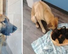 Je noc, mráz... U opuštěné cesty leží pouliční pes, který svým tělem zahřívá toulavá koťátka