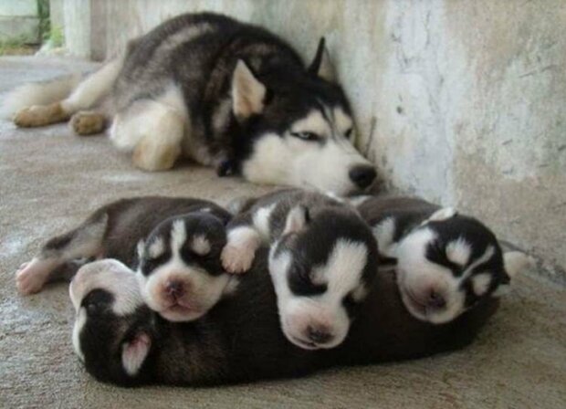 Fotografie: duck.show