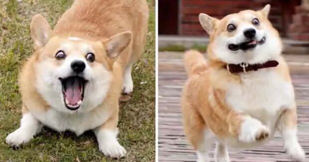 Corgi Gen dokáže vtipně vyjádřit své emoce