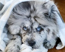 Pes, který vypadá jako mrak nebo sušenka: Jak žije Šéf