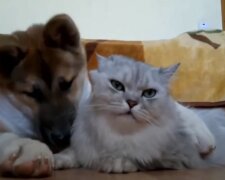 "Tito nejlepší přátelé vždy jdou spát společně": lidé ukázali fotky, jak se jejich mazlíčci přátelí