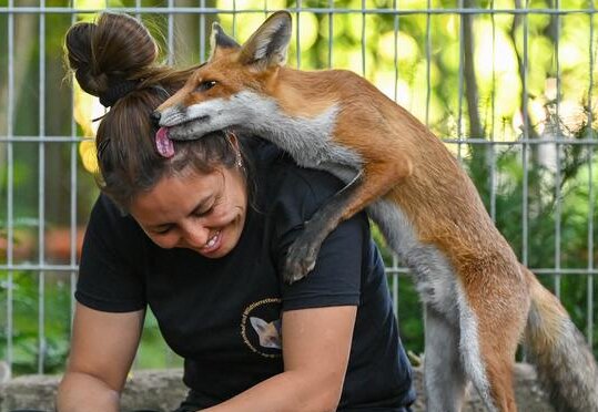 Je známo, jak v Německu zachraňují osiřelé lišky