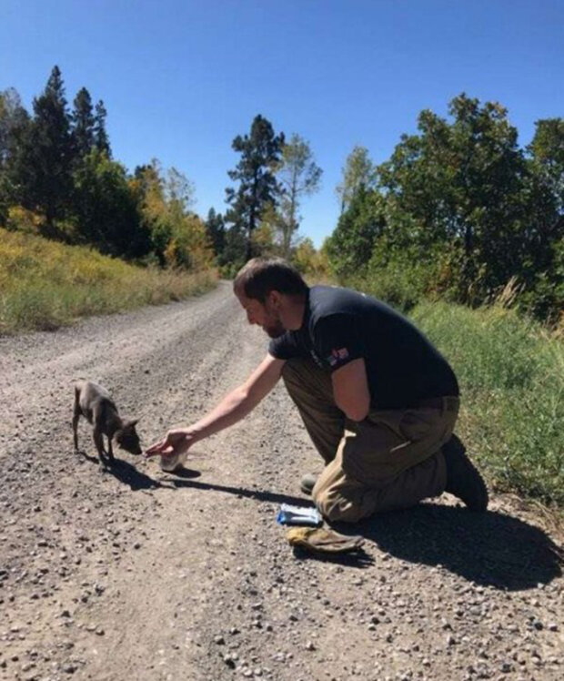 Zdroj fotografie: thedodo.com