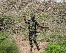 Největší za dvacet pět let invaze sarančat v Africe