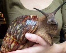 "Dvacet centimetru exotické radosti": obří hlemýždi, kteří vypadají jako "photoshop", skutečně existují a mohou nahradit vousatého mazlíčka