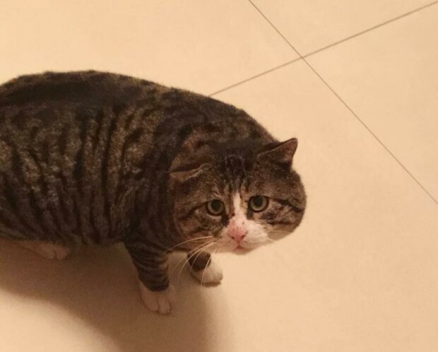 Fotografie: duck.show