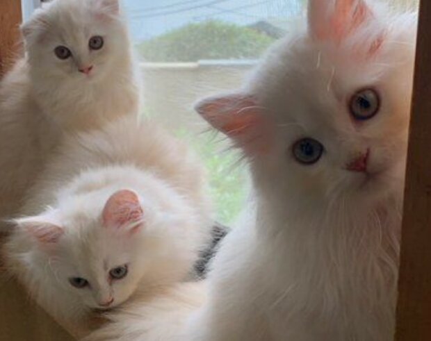 Fotografie: 4tololo.ru