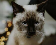 Nikdo v útulku nedokázal zadržet slzy, když si přečetl vzkaz na kočičím límci