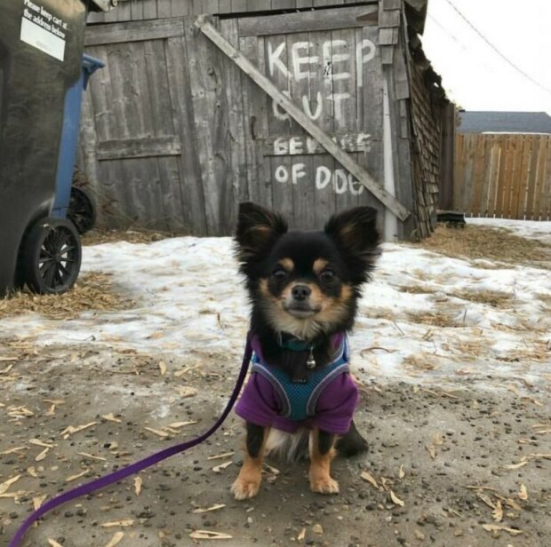 Fotografie:duck.show