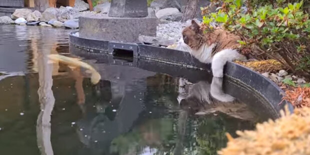Kocour rád tráví čas u rybníka s kapry: vypadá to, jako by svěřil rybám svá tajemství