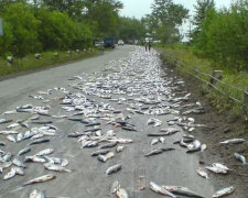 "V městě pršelo z ryb": Proč se obyvatelé města stali svědky vzácného jevu