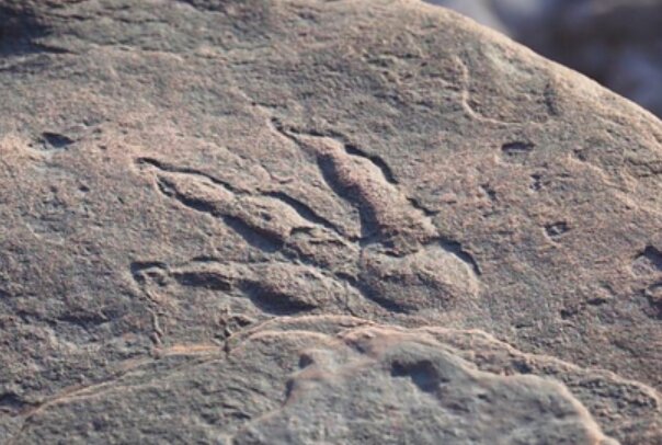 Stopa. Foto: snímek obrazovky museumwales