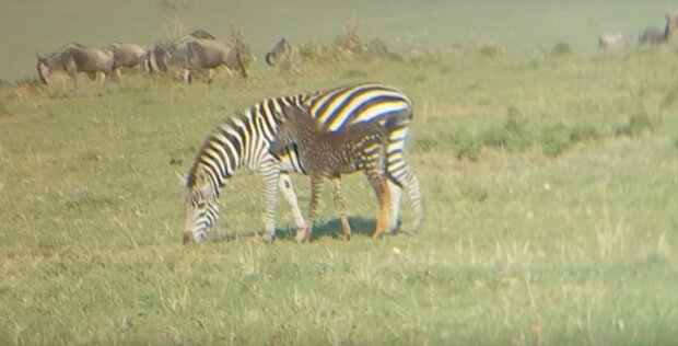 Fantastické video: puntíkovaná zebra se narodila v Keni