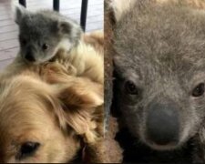 "Při hledání tepla": příběh, který dotkl celé Austrálie. Fenka retrívra zachránila koalu