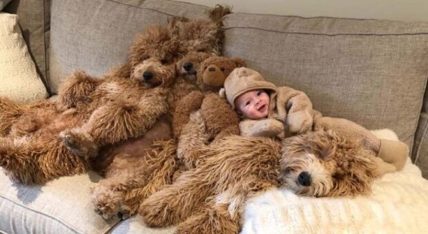 Pes a ditě. Foto: snímek obrazovky storyfox.ru