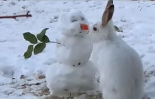 „Jaký milý nos.“ Více než 300 000 lidí na YouTube se nemohou vynadívat na video králíka, který jí mrkvový nos sněhuláka