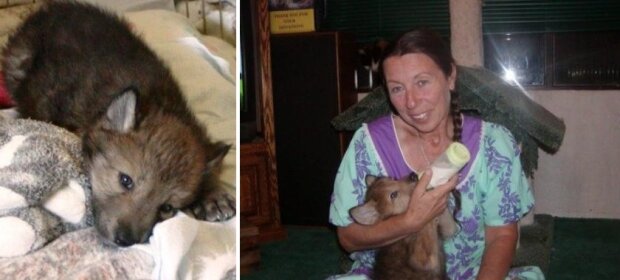 Žena zachránila tři vlčata,nyní jsou z nich hrdá dospělá zvířata