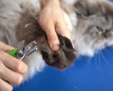 Kočka, Foto: snímek obrazovky YouTube