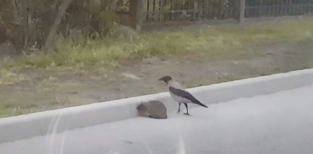 Vrána zoufalé pomáhá ježku překročit silnici: stalo se to nedávno a dostalo se na internet