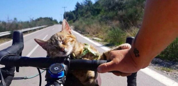 "Je kočkou světa": cestující na kole připevnil speciální košík, aby s ním mohla jezdit i jeho kočka