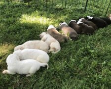 "Chlupaté ztělesnění lásky": Štěně Labradora se narodilo s neobvyklou vlastností