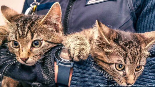 „Ve středu pozornosti“: Koťata v Německu paralyzovala policejní stanici