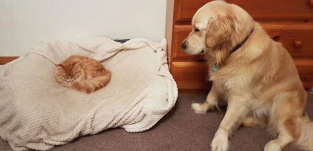 Psi si hořce stěžují na nestydaté kočky, které odebraly jejích spací místa