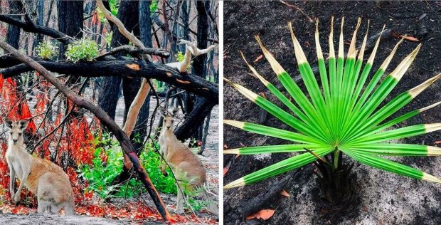 "Některé potřebují požáry pro rozmnožování": povzbuzující fotografie toho, jak se život vrací do australských lesů