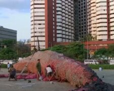 V žaludku velryby bylo nalezeno čtyřicet kilogramů plastových sáčků