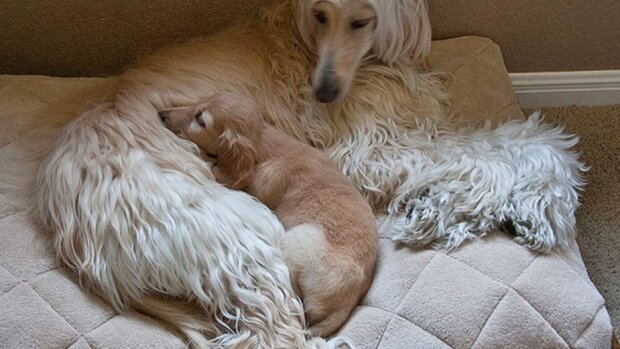 Pes. Foto: snímek obrazovky znimg.ru