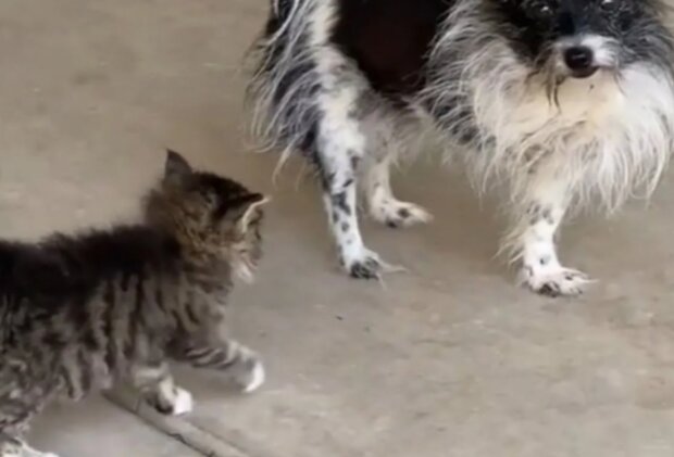 Pes a kočka. Foto: snímek obrazovky TikTok