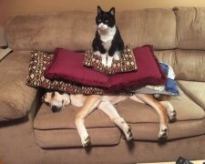 "Já jsem v tom nevinně. Pes se tam prostě nějakou náhodou octl sám." 17 koček, kterým jsou úplně cizí výčitky svědomí a stud.