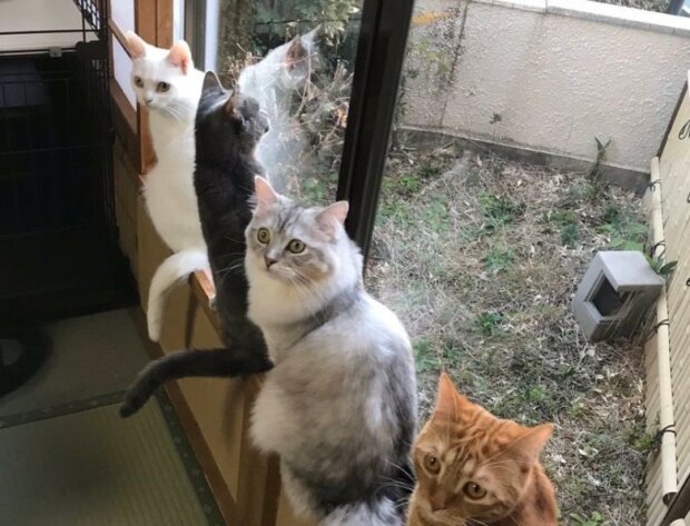 Fotografie: 4tololo.ru