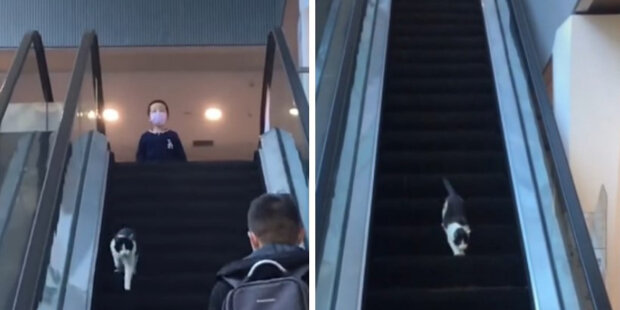 Kocourek se snaží dostat dolů na eskalátor vedoucí nahoru: vtipnější než marná snaha jen jeho nepochopení