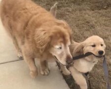 Jedenáctiletý Charlie již nemá oči a štěně Maverick se stalo jeho vodičem