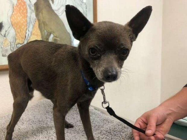 Zdroj fotografie: thedodo.com