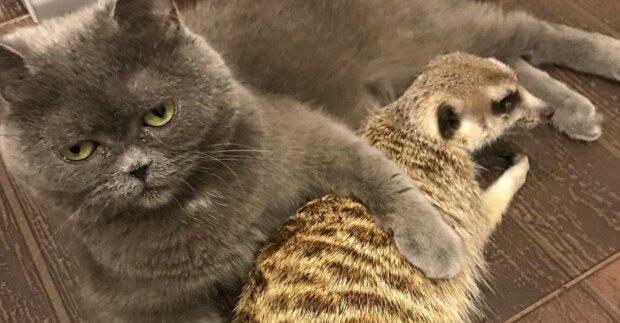 Fotografie:duck.show